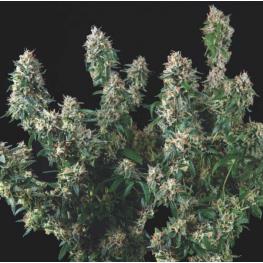 Tutankhamon x Cookies USA (x5)